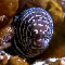 Moray